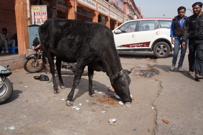 Grazing on the streets of Jaipur